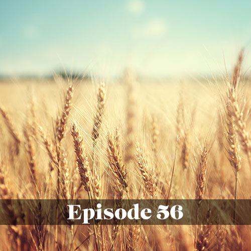 Wheat field with pretty blue sky